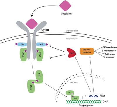 SOCS Proteins in Immunity, Inflammatory Diseases, and Immune-Related Cancer